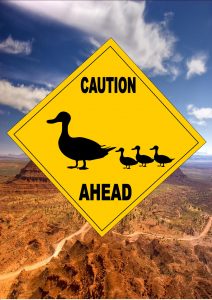 Caution Ducks ahead Sign